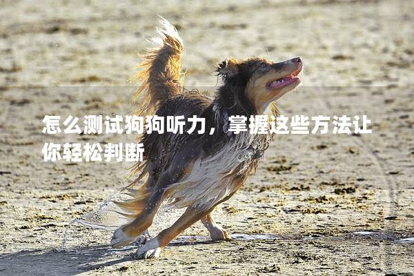 怎么測試狗狗聽力,掌握這些方法讓你輕松判斷 怎么測試狗狗聽力,掌握這些方法讓你輕松判斷