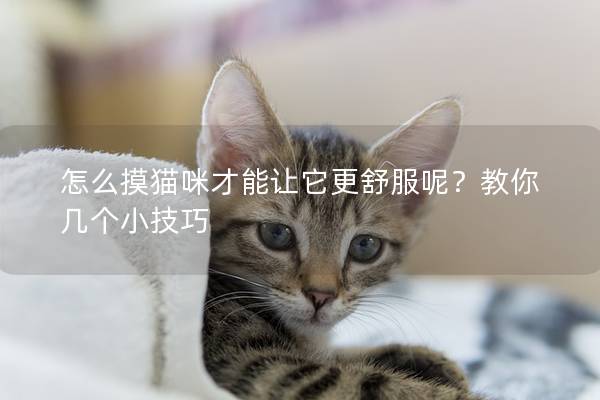 怎么摸貓咪才能讓它更舒服呢？教你幾個(gè)小技巧