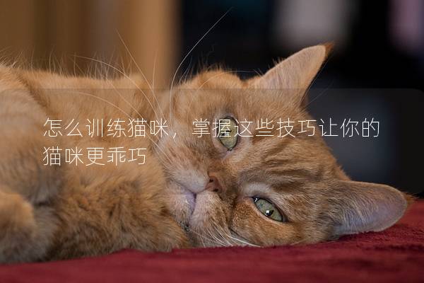 怎么訓(xùn)練貓咪，掌握這些技巧讓你的貓咪更乖巧