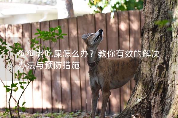 狗狗老吃屎怎么辦？教你有效的解決辦法與預(yù)防措施