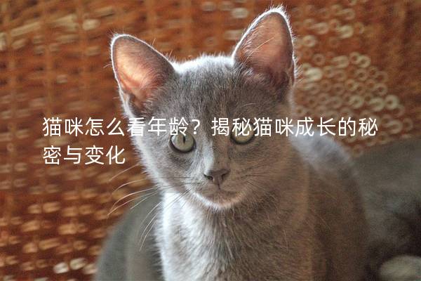 貓咪怎么看年齡？揭秘貓咪成長的秘密與變化
