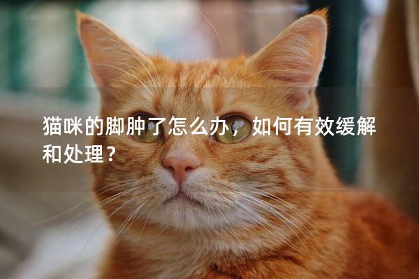 貓咪的腳腫了怎么辦，如何有效緩解和處理？