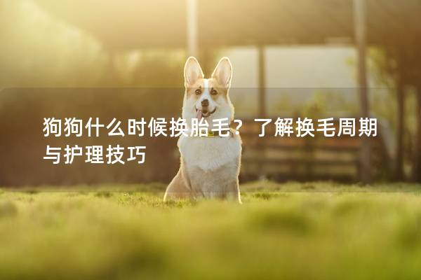 狗狗什么時(shí)候換胎毛？了解換毛周期與護(hù)理技巧