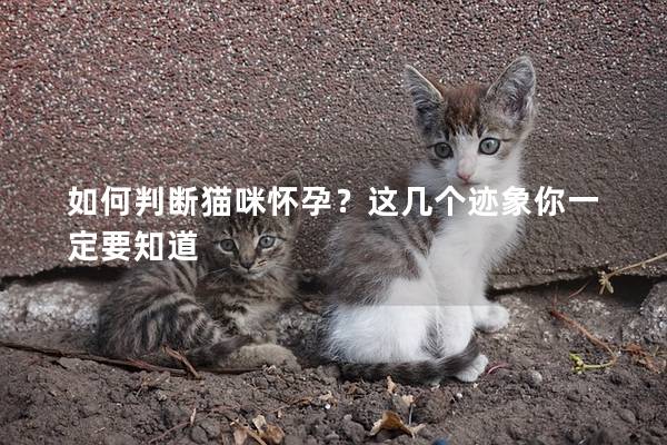 如何判斷貓咪懷孕？這幾個跡象你一定要知道