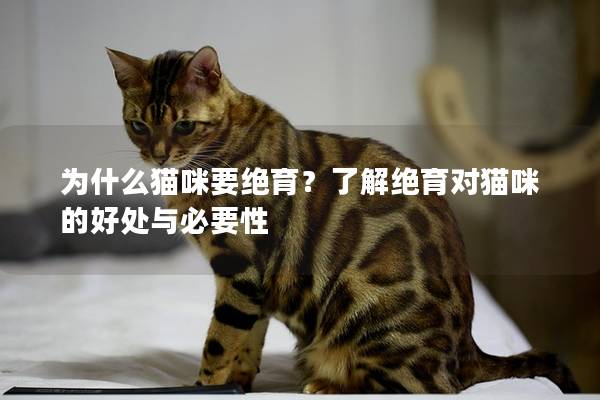 為什么貓咪要絕育？了解絕育對(duì)貓咪的好處與必要性