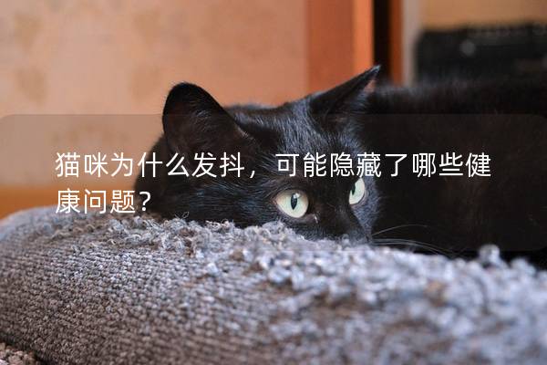 貓咪為什么發抖，可能隱藏了哪些健康問題？
