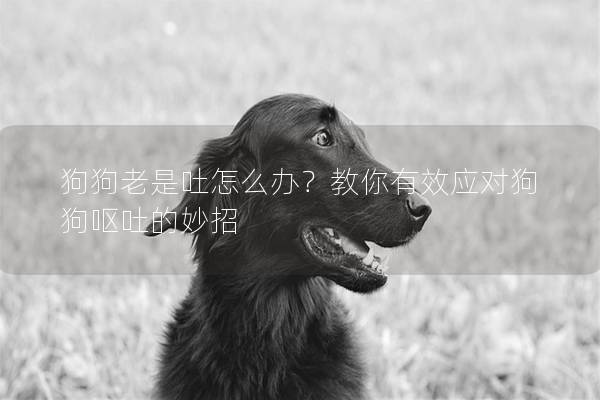 狗狗老是吐怎么辦？教你有效應對狗狗嘔吐的妙招