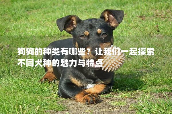 狗狗的種類有哪些？讓我們一起探索不同犬種的魅力與特點