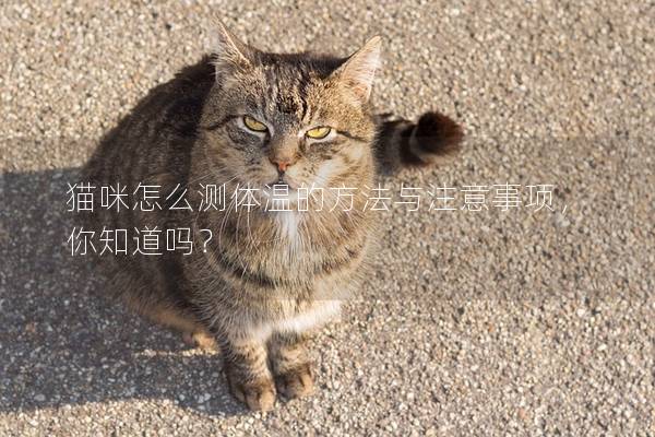 貓咪怎么測體溫的方法與注意事項(xiàng),你知道嗎? 貓咪怎么測體溫的方法與注意事項(xiàng),你知道嗎?