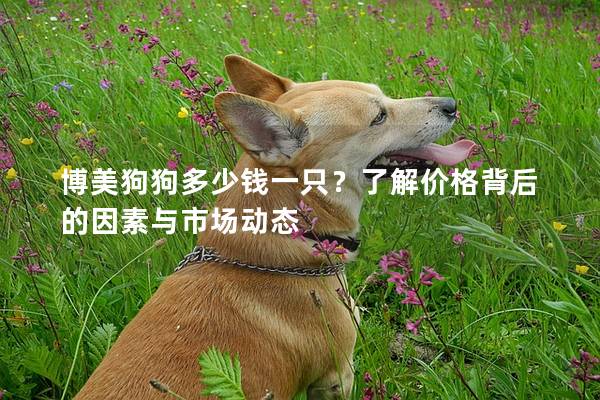 博美狗狗多少錢一只?了解價(jià)格背后的因素與市場(chǎng)動(dòng)態(tài) 博美狗狗多少錢一只?了解價(jià)格背后的因素與市場(chǎng)動(dòng)態(tài)