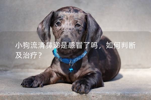 小狗流清鼻涕是感冒了嗎，如何判斷及治療？