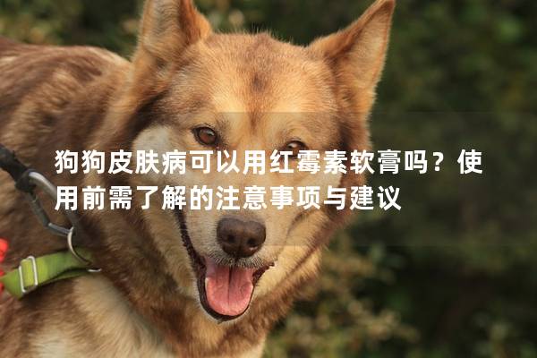 狗狗皮膚病可以用紅霉素軟膏嗎？使用前需了解的注意事項(xiàng)與建議