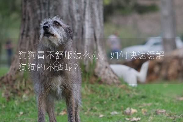狗狗胃不舒服怎么辦，如何快速緩解狗狗的不適呢？