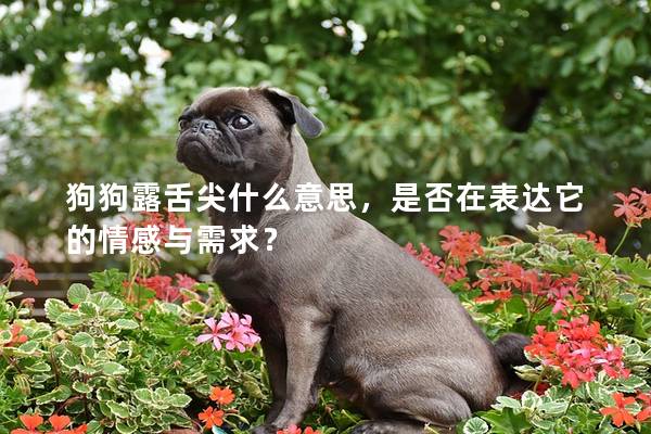 狗狗露舌尖什么意思，是否在表達(dá)它的情感與需求？