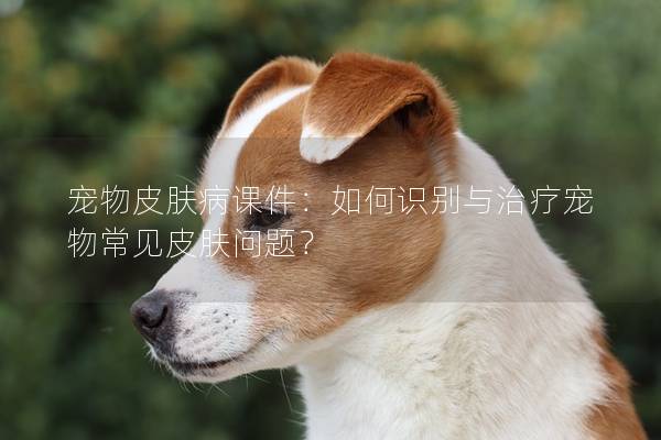 寵物皮膚病課件：如何識別與治療寵物常見皮膚問題？