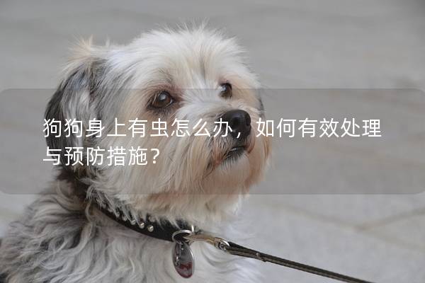 狗狗身上有蟲(chóng)怎么辦，如何有效處理與預(yù)防措施？