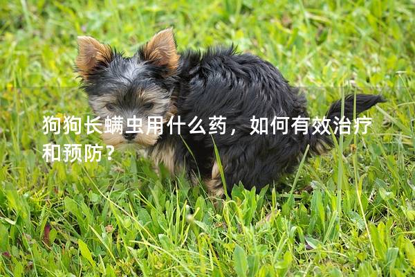 狗狗長螨蟲用什么藥，如何有效治療和預(yù)防？