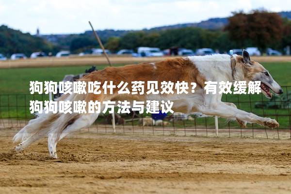 狗狗咳嗽吃什么藥見效快？有效緩解狗狗咳嗽的方法與建議