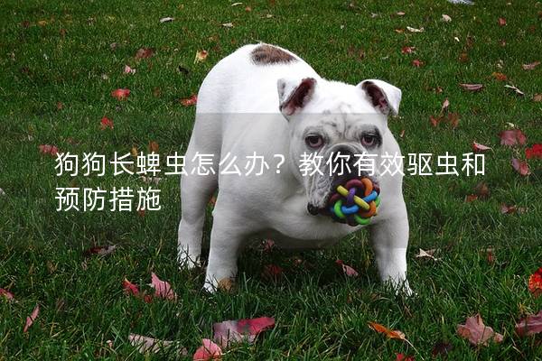 狗狗長(zhǎng)蜱蟲(chóng)怎么辦？教你有效驅(qū)蟲(chóng)和預(yù)防措施