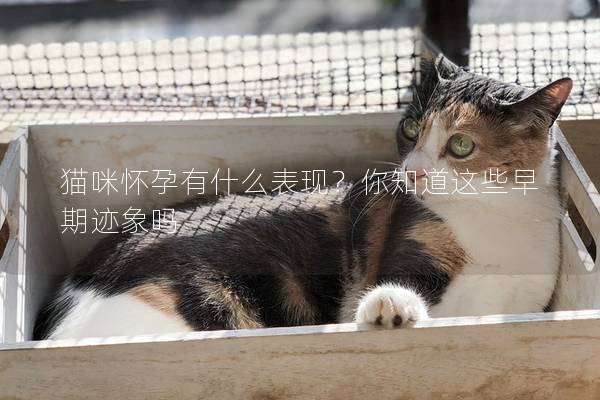 貓咪懷孕有什么表現(xiàn)？你知道這些早期跡象嗎