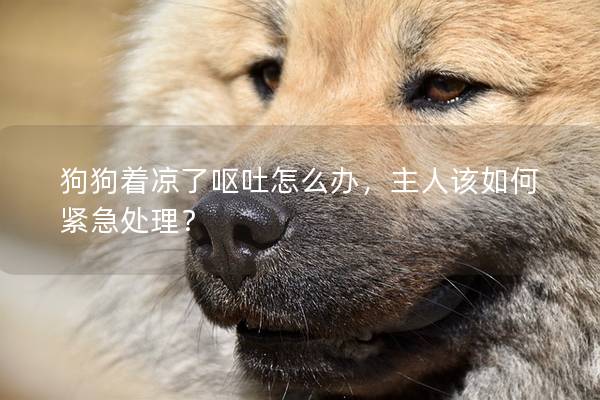 狗狗著涼了嘔吐怎么辦，主人該如何緊急處理？