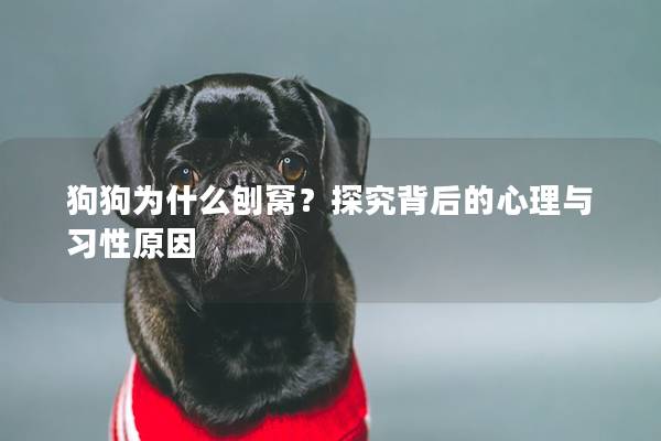 狗狗為什么刨窩？探究背后的心理與習性原因