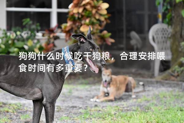 狗狗什么時候吃干狗糧，合理安排喂食時間有多重要？