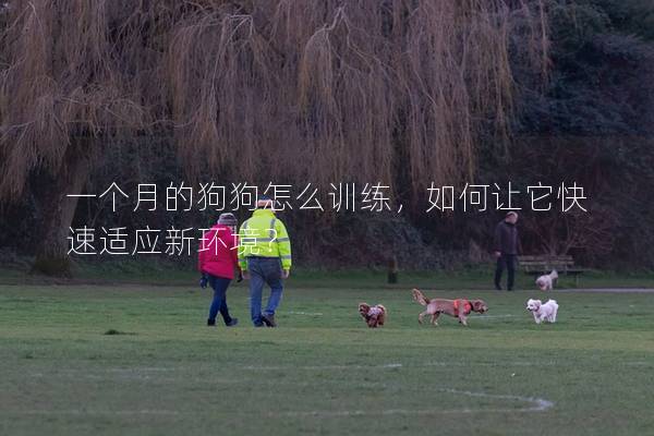 一個月的狗狗怎么訓練，如何讓它快速適應新環境？