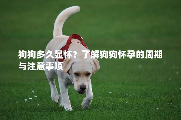 狗狗多久顯懷？了解狗狗懷孕的周期與注意事項