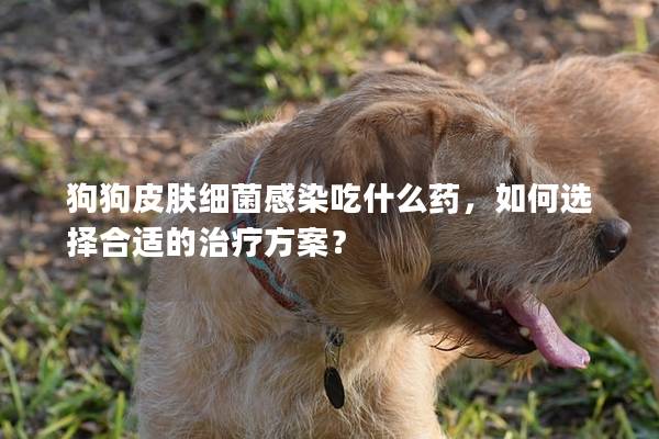狗狗皮膚細菌感染吃什么藥，如何選擇合適的治療方案？