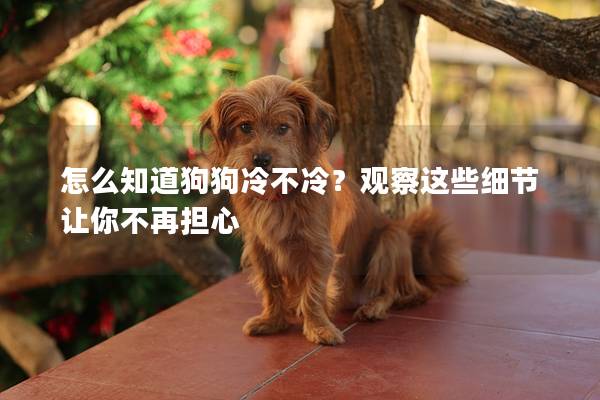怎么知道狗狗冷不冷？觀察這些細節讓你不再擔心