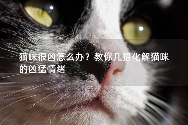 貓咪很兇怎么辦？教你幾招化解貓咪的兇猛情緒