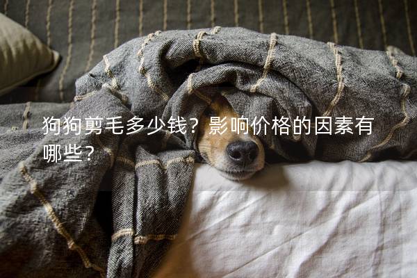 狗狗剪毛多少錢？影響價格的因素有哪些？