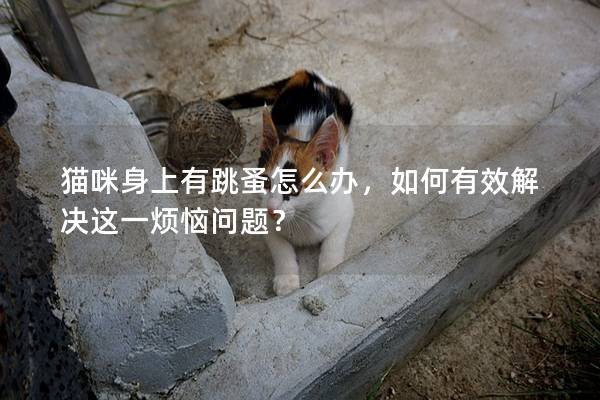 貓咪身上有跳蚤怎么辦，如何有效解決這一煩惱問題？