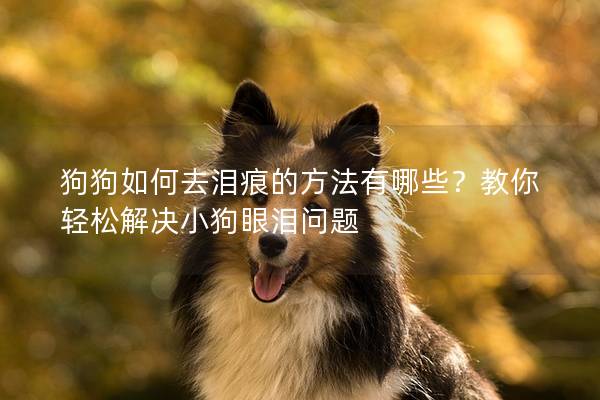 狗狗如何去淚痕的方法有哪些?教你輕松解決小狗眼淚問題 狗狗如何去淚痕的方法有哪些?教你輕松解決小狗眼淚問題