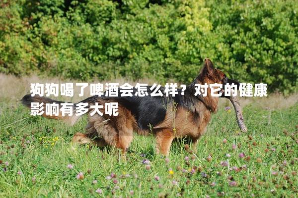 狗狗喝了啤酒會怎么樣？對它的健康影響有多大呢