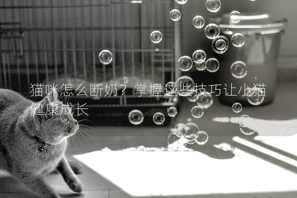 貓咪怎么斷奶?掌握這些技巧讓小貓健康成長