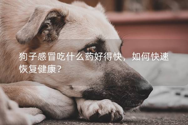 狗子感冒吃什么藥好得快，如何快速恢復健康？