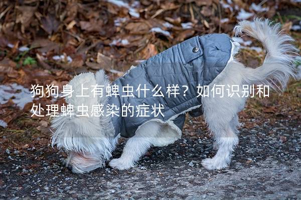 狗狗身上有蜱蟲什么樣？如何識別和處理蜱蟲感染的癥狀