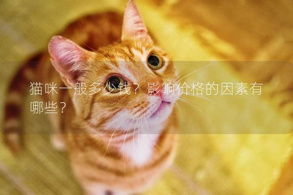 貓咪一般多少錢？影響價(jià)格的因素有哪些？