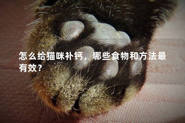 怎么給貓咪補鈣，哪些食物和方法最有效？