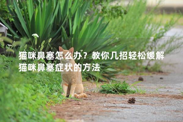 貓咪鼻塞怎么辦?教你幾招輕松緩解貓咪鼻塞癥狀的方法