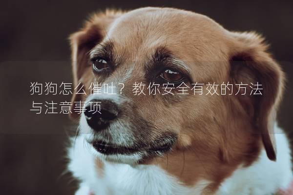 狗狗怎么催吐？教你安全有效的方法與注意事項(xiàng)