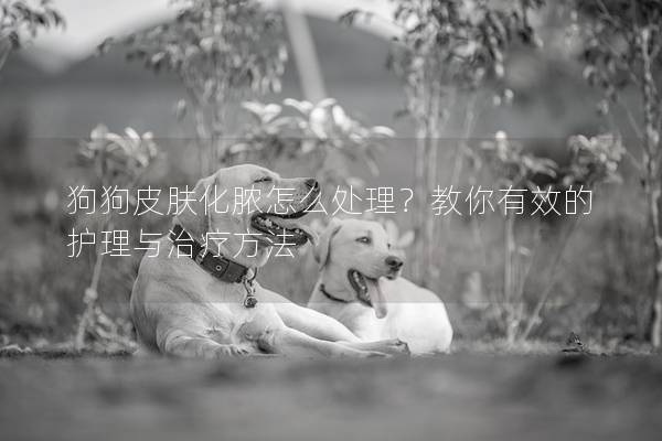 狗狗皮膚化膿怎么處理？教你有效的護理與治療方法
