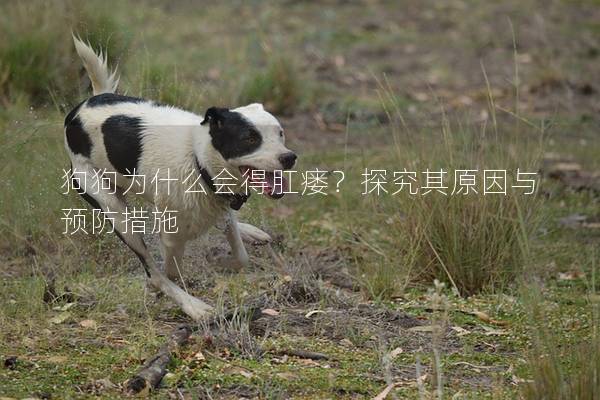 狗狗為什么會(huì)得肛瘺？探究其原因與預(yù)防措施