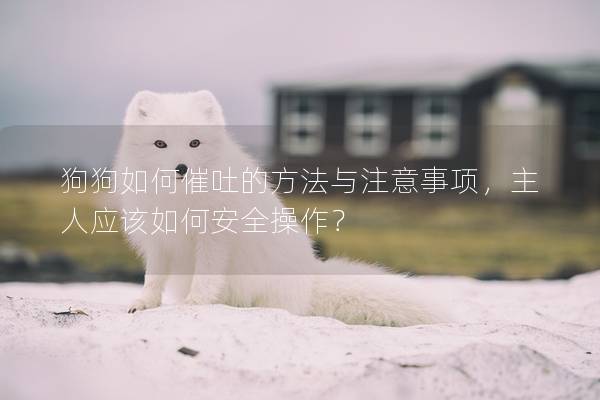 狗狗如何催吐的方法與注意事項(xiàng),主人應(yīng)該如何安全操作? 狗狗如何催吐的方法與注意事項(xiàng),主人應(yīng)該如何安全操作?