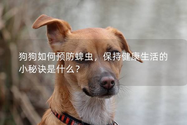 狗狗如何預防蜱蟲，保持健康生活的小秘訣是什么？