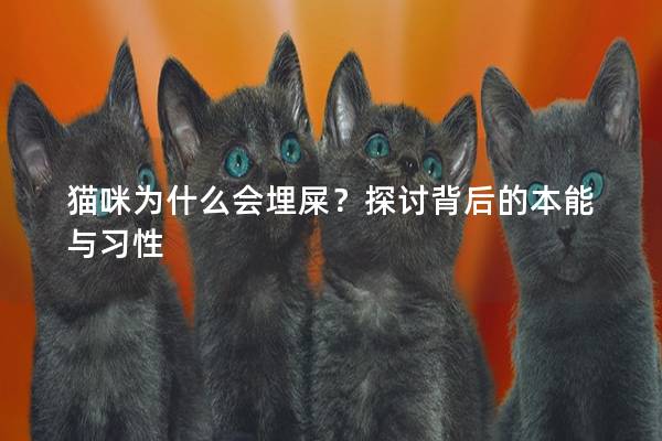 貓咪為什么會埋屎？探討背后的本能與習性