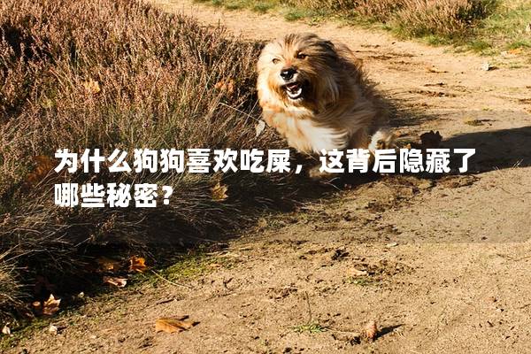 為什么狗狗喜歡吃屎，這背后隱藏了哪些秘密？
