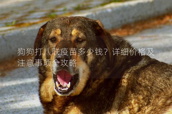 狗狗打八聯疫苗多少錢？詳細價格及注意事項全攻略